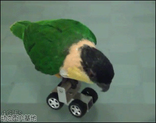 滑轮小鸟的一天图片:小鸟,花花轮