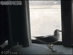 鸽子撞玻璃图片