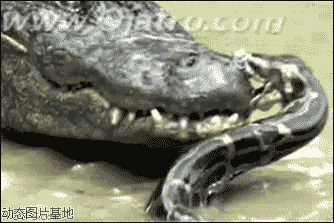 澳洲鳄鱼跟蛇大战图片