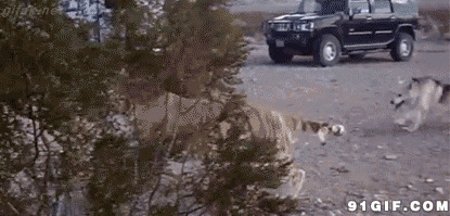 老虎追狗视频图片:老虎,狗狗