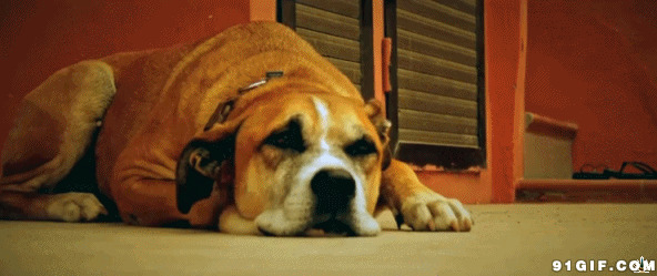 郁闷的狗狗趴地上视频图片:狗狗