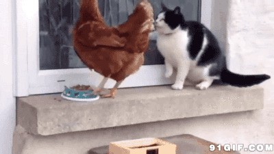 公鸡抢食被猫猫教训搞笑图片