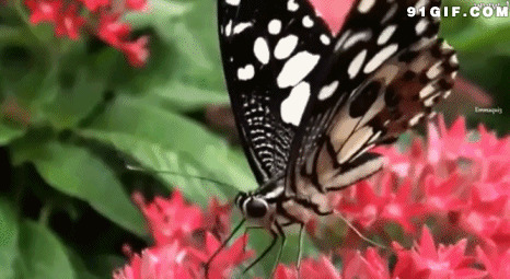 花丛中漂亮花蝴蝶图片:蝴蝶,唯美