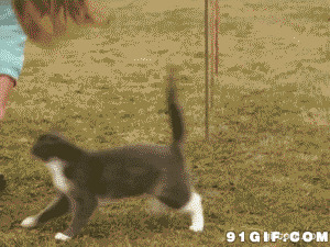 训练宠物猫猫搞笑视频图片