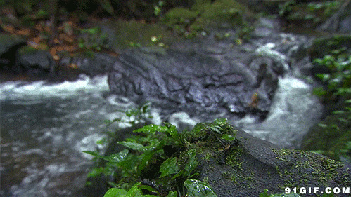 小溪流水跳跃的青蛙图片