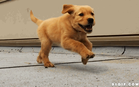 奔跑的小狗狗动态图片