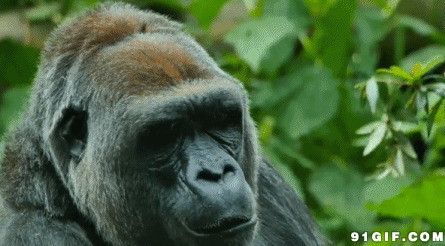 大猩猩嚼东西动态视频图片:猩猩,吃东西