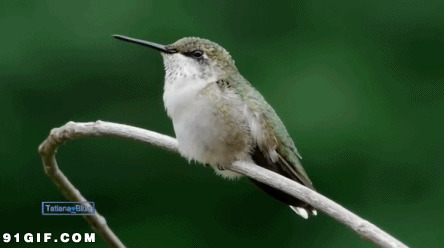 枝头上的长嘴鸟儿图片:小鸟