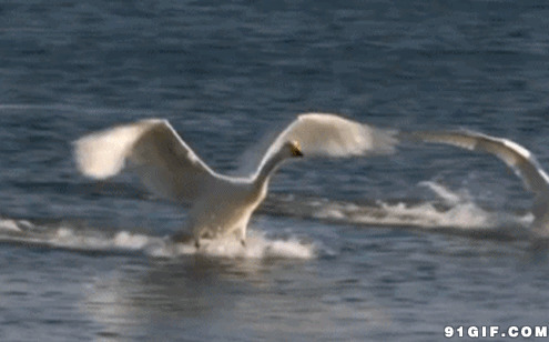 白天鹅展翅海上滑行图片