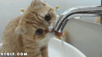 小猫咪喝水视频动态图片:猫猫,玩水