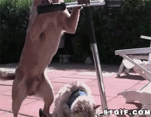 狗狗滑滑板视频搞笑动态图片:狗狗,滑板