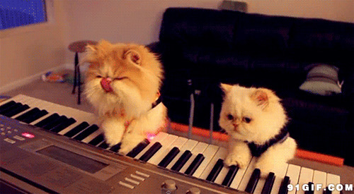 猫猫爱弹钢琴动态图片:猫猫