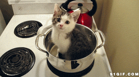 淘气的猫猫藏进饭锅里图片