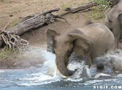 大象战鳄鱼视频图片