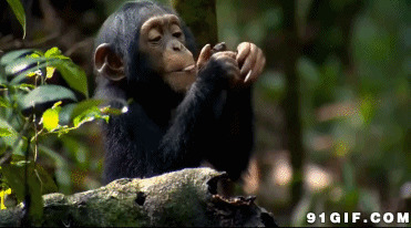 大猩猩吃东西视频图片
