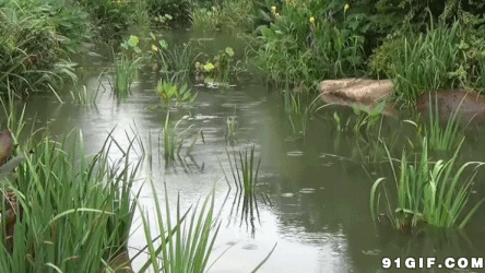 雨水滴在青草小湖边图片:雨水,风景,水塘