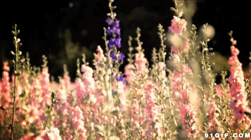 鲜花丛中亲吻动态视频图片