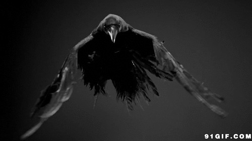 飞舞的苍鹰黑白动态图片
