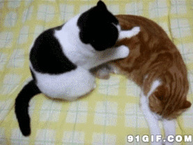 宠物猫猫按摩动态图片