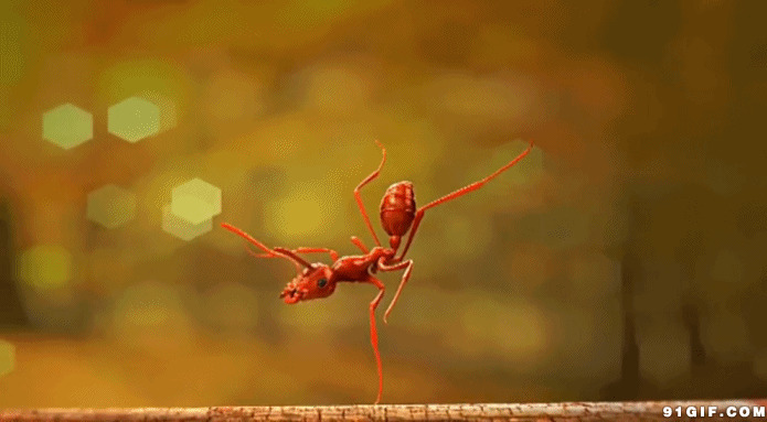 蚂蚁单脚站立视频图片:蚂蚁