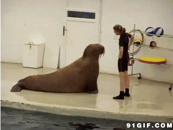海狮做运动视频图片