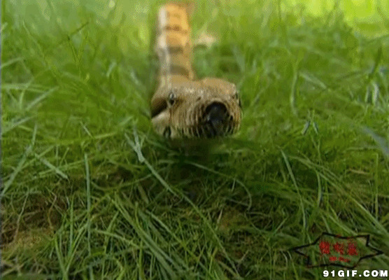 盘旋草地上吐信的蛇图片