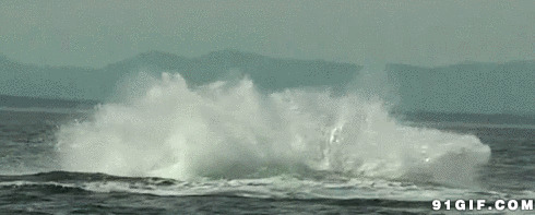 跳跃的鲸鱼激起千层浪花图片:鲸鱼,跳跃,