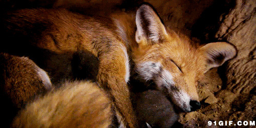 可爱小狐狸睡觉动态图片:狐狸