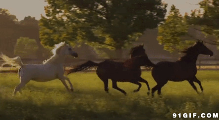 黑白骏马奔腾视频图片:骏马,奔马