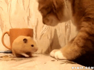 猫猫和老鼠搞笑动态图片