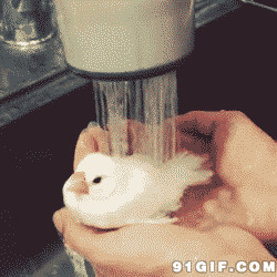 白色鸟儿洗澡动态图片:鸟儿,洗澡,小鸟