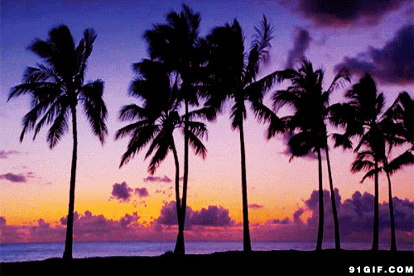 夕阳下的椰风海韵图片:夕阳,椰树,唯美