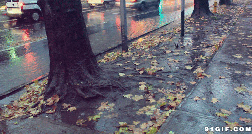 雨水滴在落叶的街道图片