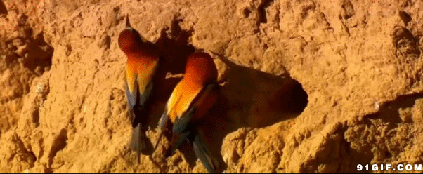 岩壁上的小鸟视频图片