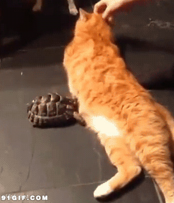 乌龟欺负猫猫搞笑视频动态图片:乌龟,猫猫