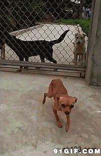 狗狗翻护栏视频图片:狗狗