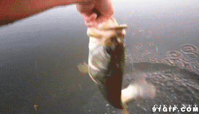 徒手水中抓鱼动态图片