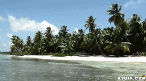 椰树海滩清澈河水唯美风景图片:椰树,风景,热带,海滩