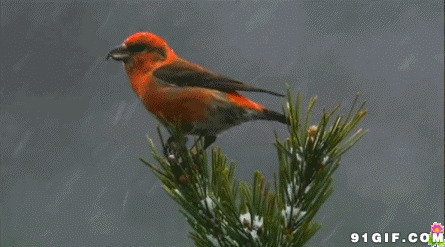 风雨中枝头小鸟图片:,小鸟,下雨