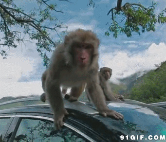车顶上的猴子动态图片:猴子