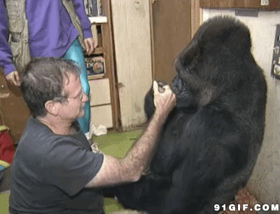黑猩猩亲吻手臂视频图片