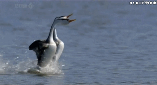 鸭子踩水视频图片:鸭子,搞笑