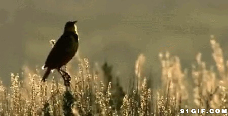 清晨鸣叫的鸟儿视频图片