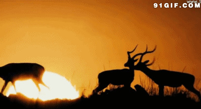 黄昏梅花鹿动态视频图片:夕阳,梅花鹿