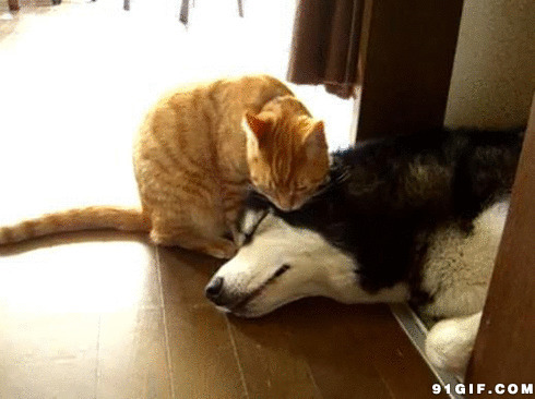 猫猫狗狗一家亲视频图片:猫猫,狗狗