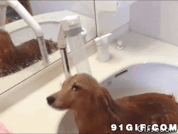 宠物狗狗水龙头冲澡图片