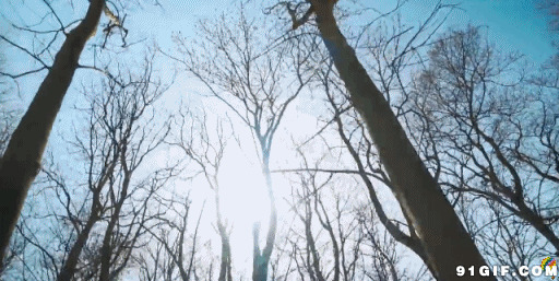 清晨阳光照射枯萎的树木图片:阳光,树木