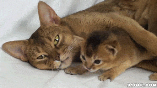 母亲怀抱中的小猫猫图片:猫猫