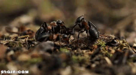蚂蚁分食猎物动态图片