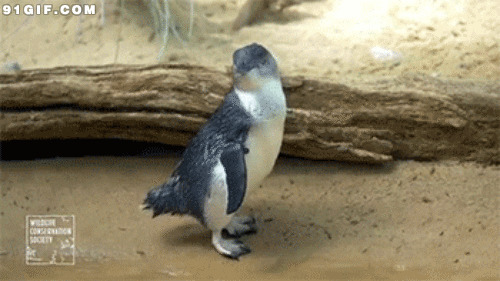 可爱小企鹅动态图片